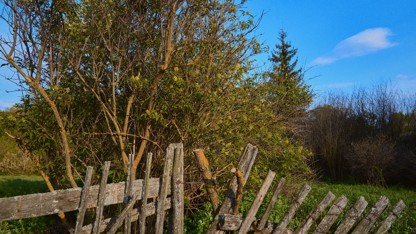 Gard vechi de lemn, înclinat și înnegrit de vreme, la marginea unei grădini.