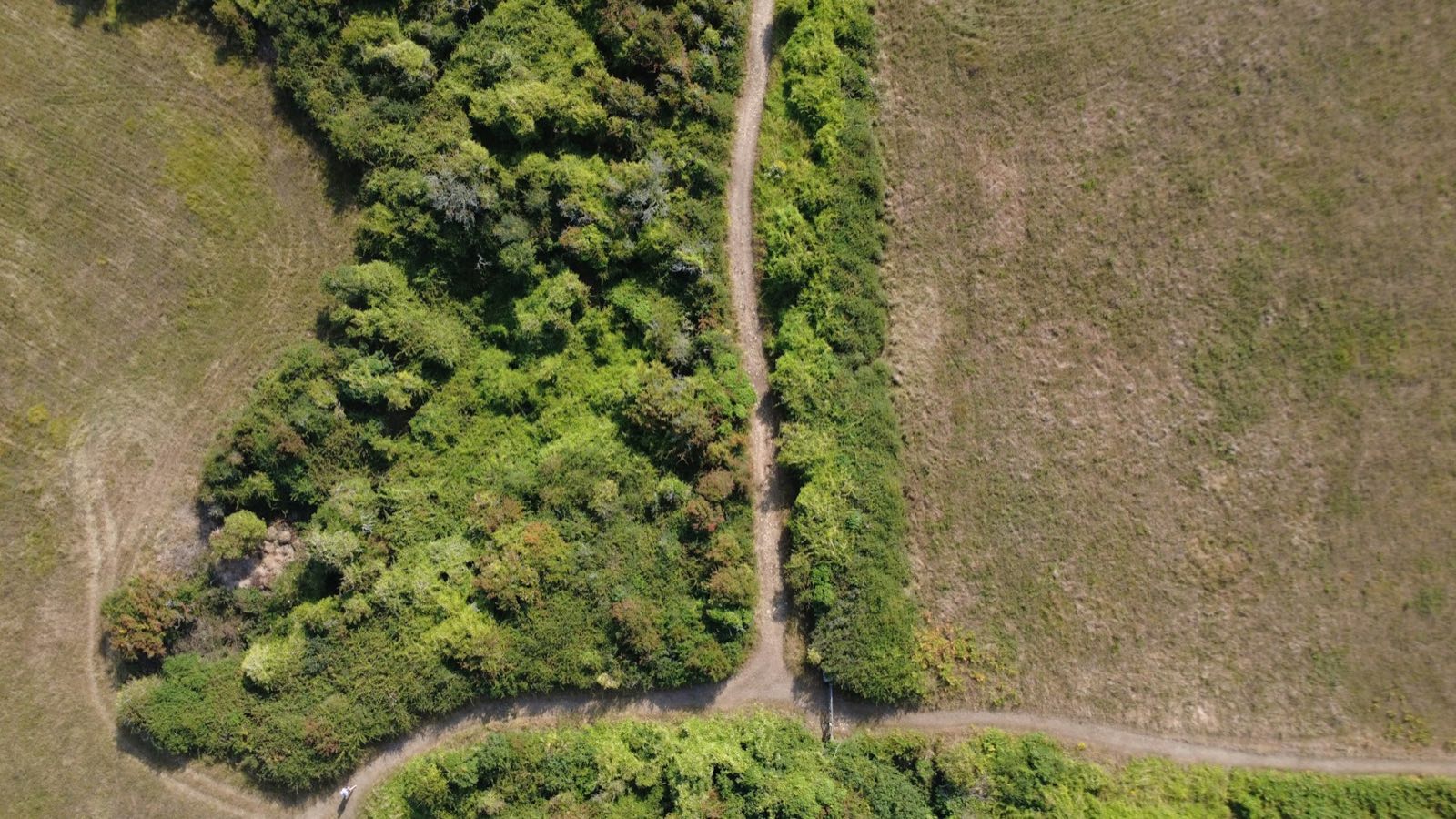 Vedere de sus asupra unui drum de pământ care desparte două tarlale cultivate, mărginit de arbori.